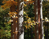 fall trees in rossevelt forest